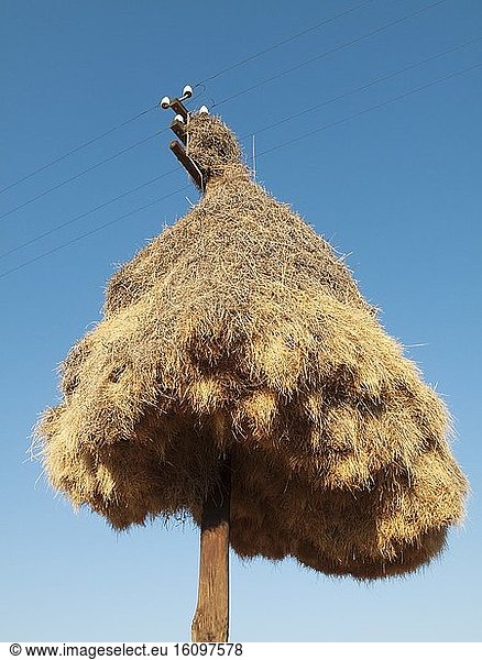 Huge communal nest of Sociable Weavers (Philetairus socius) at a telephone pole at the N14 road a few kilometers east of the town of Upington. Kalahari Desert  Northern Cape province  South Africa.