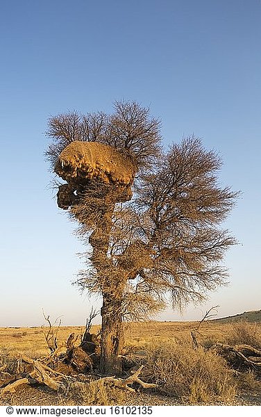 Huge communal nest of Sociable Weavers (Philetairus socius) in a camelthorn tree (Acacia erioloba). Kalahari Desert  Kgalagadi Transfrontier Park  South Africa.