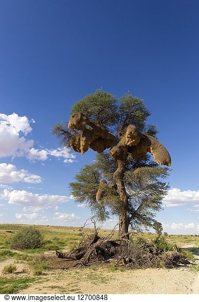 Huge communal nest of Sociable Weavers (Philetairus socius) in a camelthorn tree (Acacia erioloba). Kalahari Desert  Kgalagadi Transfrontier Park  South Africa.