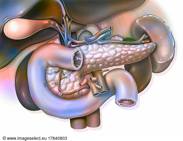 Human digestive system: Anatomy of duodeno-hepato-pancreatic block.