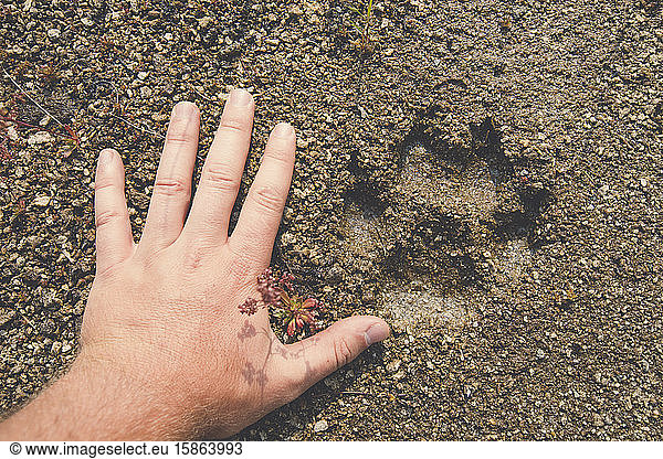 Human hand next to cougar print.
