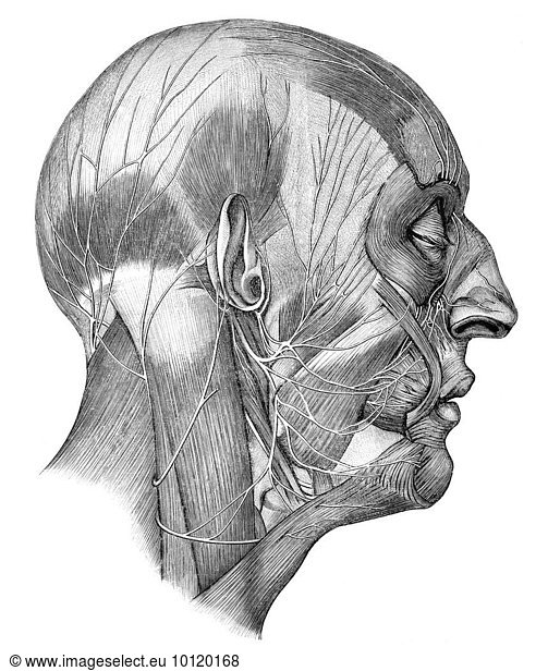 Human head and cranial nerves Human head and cranial nerves, by Toldt ...