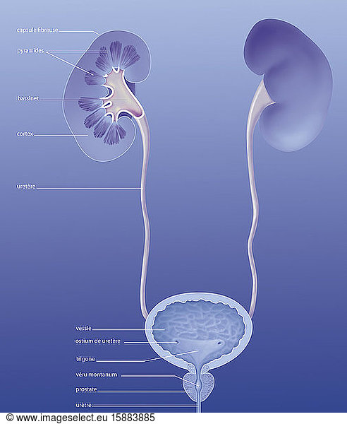 fibrous capsule pictures - 414 stock photos and images