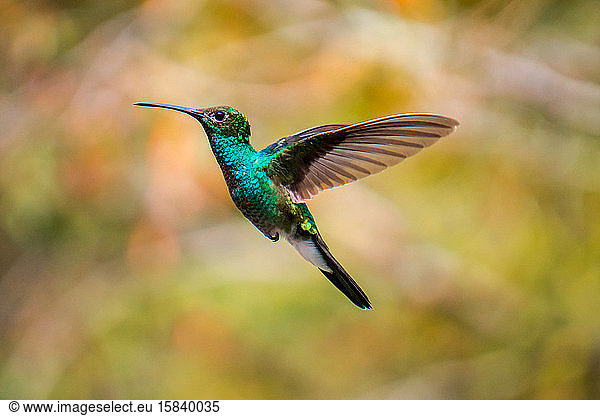 hummingbird flying en the forest