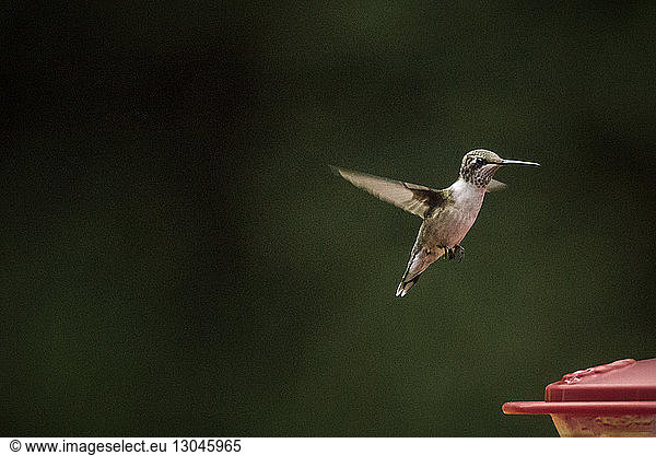 Hummingbird flying over birdfeeder at park