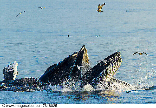 Humpback wales surface to feed.