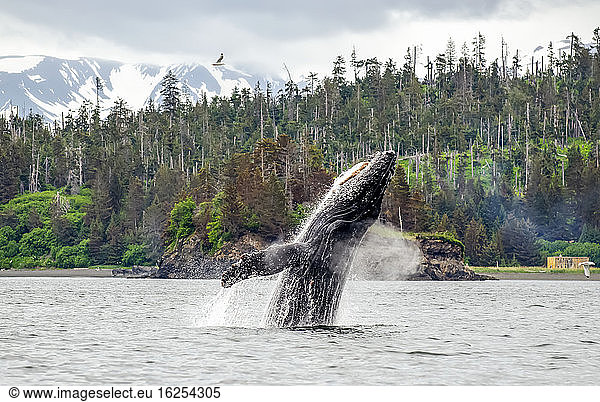 Humpback whale (Megaptera novaeanglia) surfacing and breaching water and blowing air near Cohen Island in Kachemak Bay; Homer  Alaska  United States of America