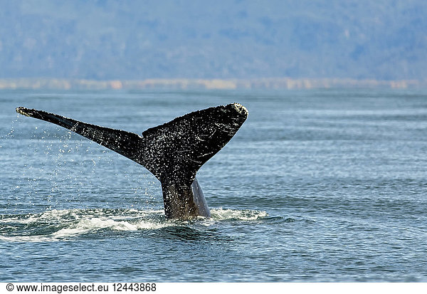 Humpback whale (Megaptera novaeangliae) fluke along the coast of Kachemak Bay  Homer  Alaska  United States of America