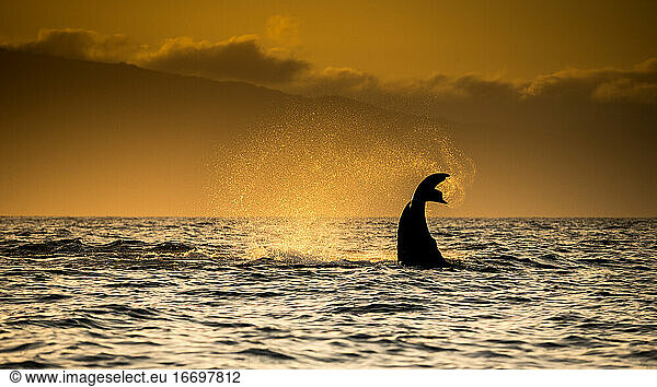 Humpback Whale Tail with Water Spray at Sunset  Maui  Hawaii  USA