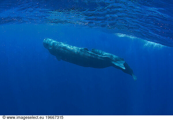 Humpback whales of the Silver Bank