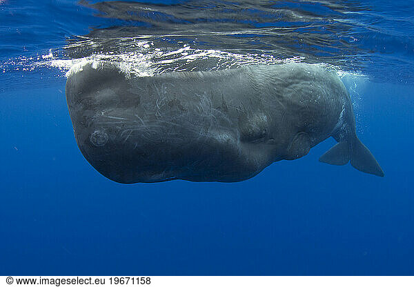 Humpback whales of the Silver Bank