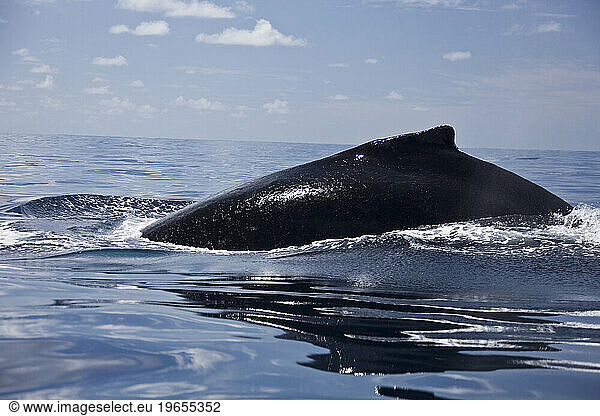 Humpback whales of the Silver Bank The humpback whale (Megaptera novaeangliae) is a species of baleen whale