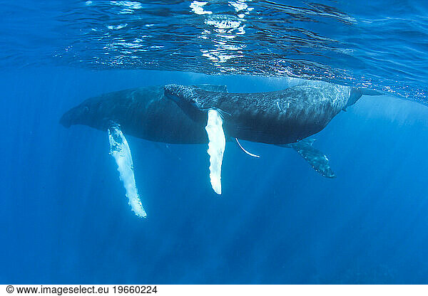 Humpback whales of the Silver Bank The humpback whale (Megaptera novaeangliae) is a species of baleen whale
