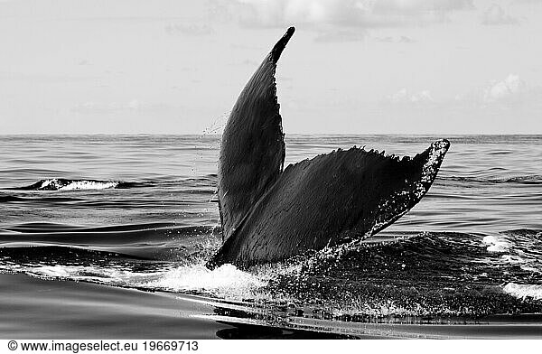 Humpback whales of the Silver Bank The humpback whale (Megaptera novaeangliae) is a species of baleen whale