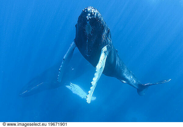 Humpback whales of the Silver Bank The humpback whale (Megaptera novaeangliae) is a species of baleen whale