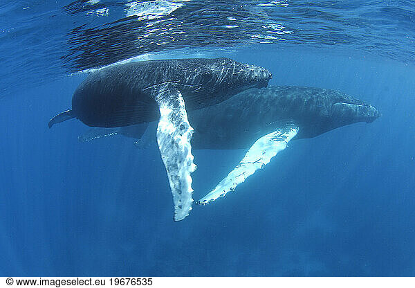 Humpback whales of the Silver Bank The humpback whale (Megaptera novaeangliae) is a species of baleen whale
