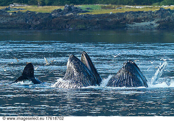 Humpback whales rise from the ocean to feed.