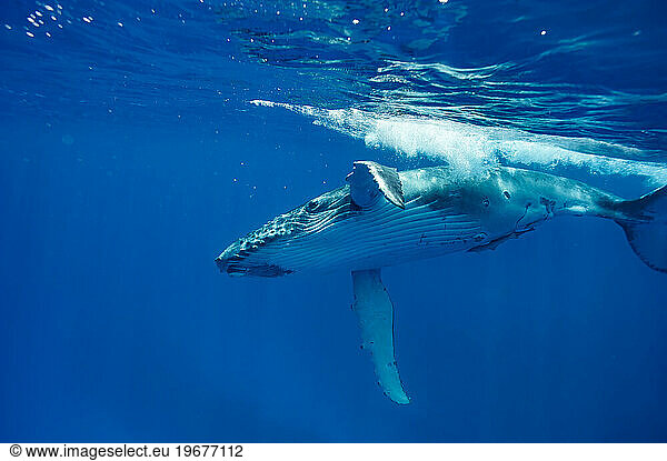 Humpback whales swimming in ocean  Kingdom of Tonga  Ha'apai Island group  Tonga