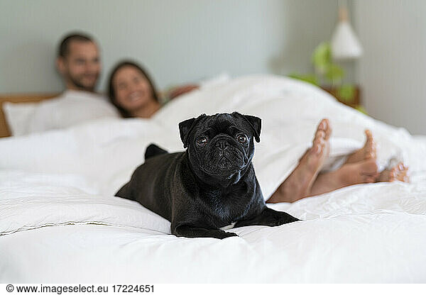 Hund auf dem Bett sitzend mit Besitzer auf dem Bett liegend im Hintergrund zu Hause