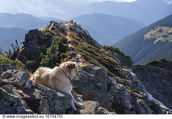 Hund auf dem Gipfel des Johnson Mountain