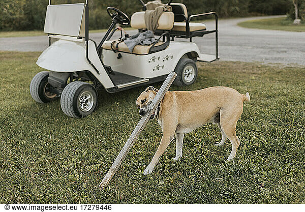 Hund  der mit einem Holzstab spielt  während er neben einem Golfwagen im Freien steht