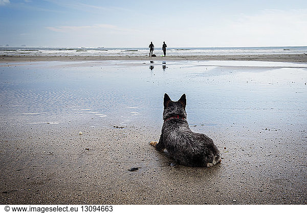Hund entspannt am Strand mit Surfern im Hintergrund am Strand