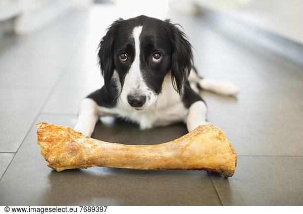 Hund frisst Knochen auf dem Boden