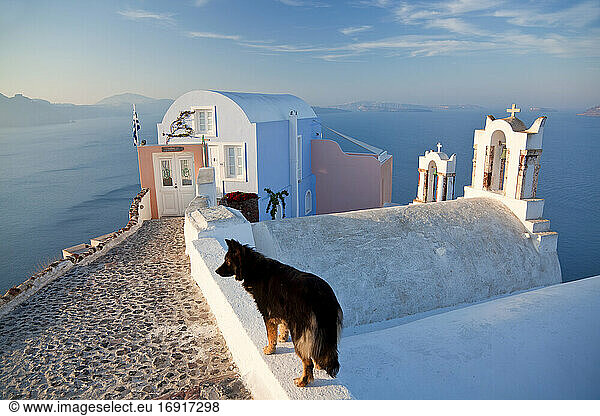 Hund im Dorf Oia Santorini Kykladeninseln  Griechenland