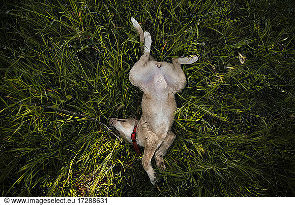 Hund im Gras liegend