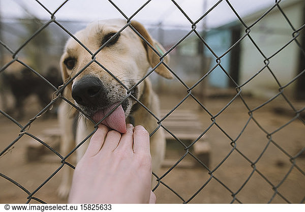 Hund leckt menschliche Hand durch den Zaun im Tierheim