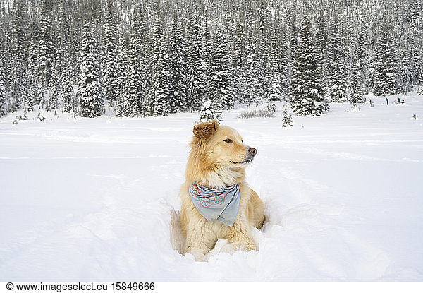 Hund legt sich in schneebedeckter Szenerie nieder