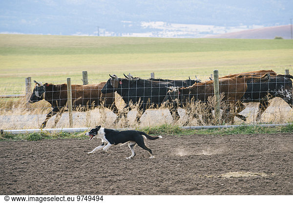Hund Rind hüten Ranch