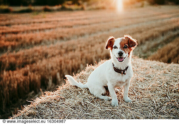 Hund sitzt bei Sonnenuntergang auf Strohballen