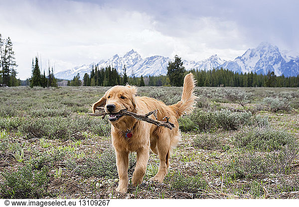 Hund trägt beim Laufen auf dem Feld Stöcke im Maul