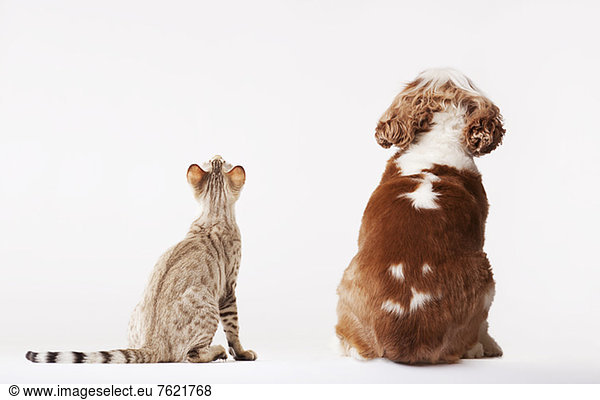 Hund und Katze schauen gemeinsam nach oben