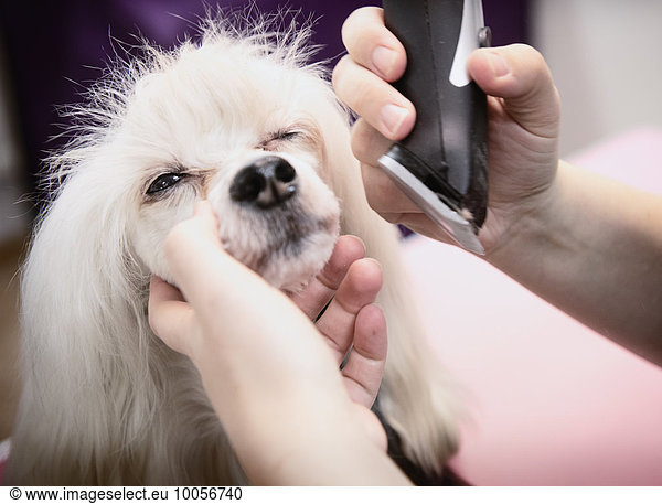 Hund wird im Salon gepflegt  Nahaufnahme