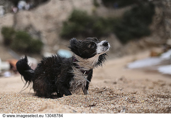 Hund zittert  während er am Strand steht