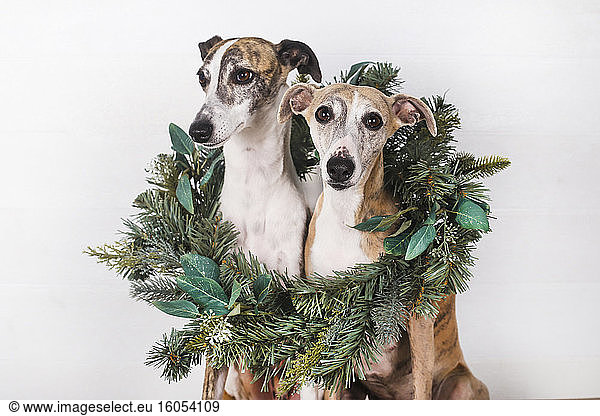 Hunde mit grünem Weihnachtskranz vor weißem Hintergrund