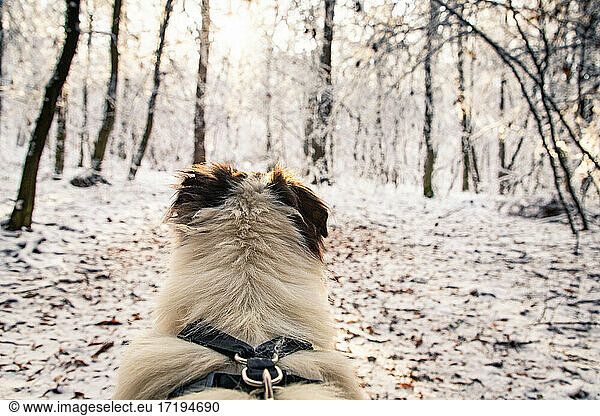 Hundekopf in schöner Winterlandschaft schneebedeckte Kiefer Stirn