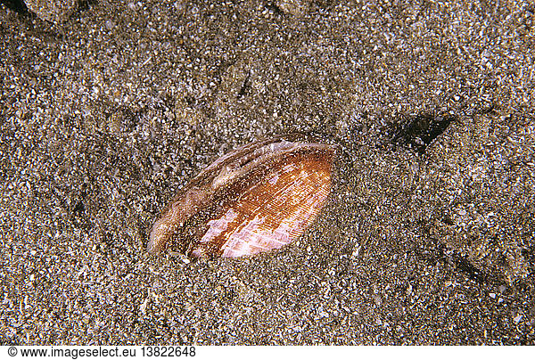 Hundemuschel (Glycymeris striatularis)  die sich im Sand eingräbt. Sie gehört zu einer primitiven Gruppe von Muscheln mit schlecht entwickelten Siphons  die kaum über den Rand der Schale hinausreichen. Waterfall Bay  Tasmanien  Australien