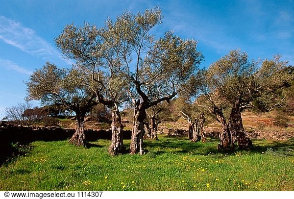 Hundertjährigen Olivenbäumen in Bayuela Schloss. Provinz Toledo. Kastilien-La Mancha. Spanien