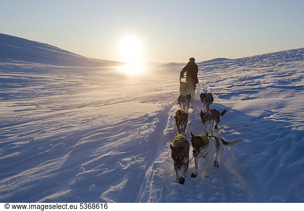 Hundeschlitten in Norwegen  Finnmarksvidda  Finnmark  Lappland  Norwegen  Europa