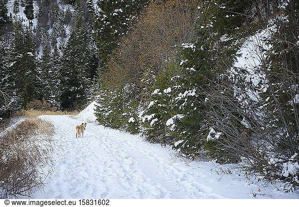 Hundespaziergang auf schneebedeckter Straße mit Blick zurück in die Kamera
