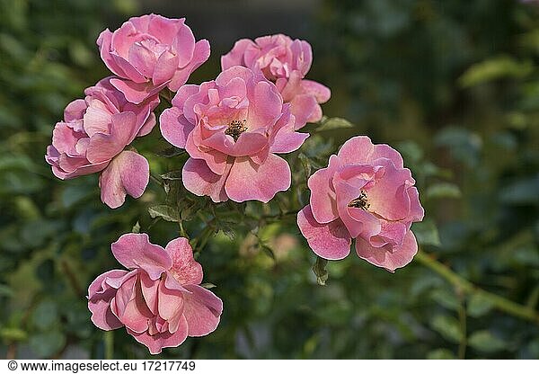 Hunds-Rose und auch Heckenrose (Rosa canina) oder Heiderose  Oberbayern  Bayern  Deutschland  Europa