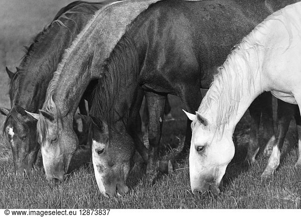 HUNGARY: HORSE FARM. Lipizzan horses grazing on a farm in Szilvásvárad in northeastern Hungary. Photographed by Károly Gink  c1965.