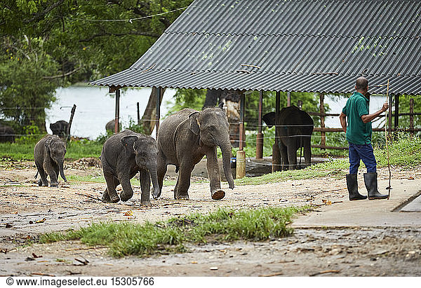 Hungrige junge Elefanten auf der Suche nach Futter  Udawalawa  Sri Lanka