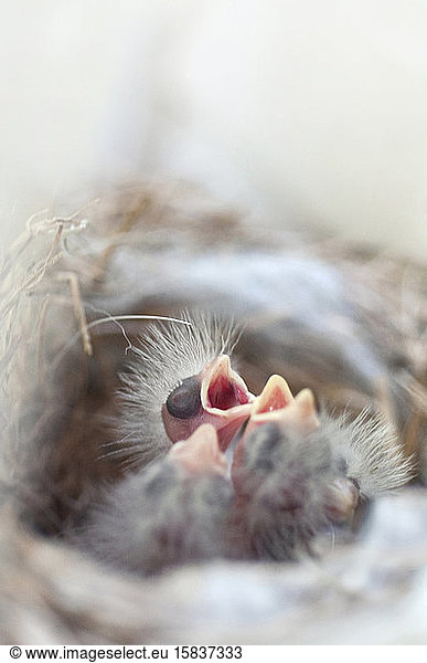 Hungrige neugeborene Vögel in einem Nest