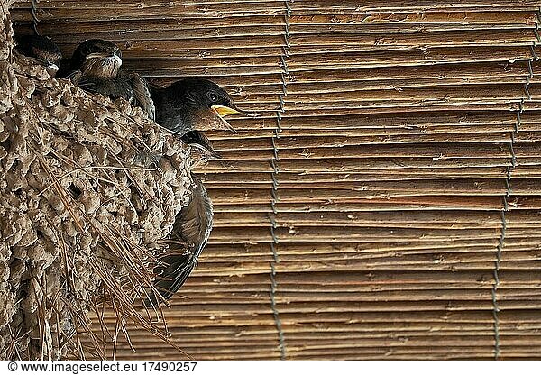 Hungrige Schwalbenjunge im Nest  schreiende junge Schwalben unterm Dach  Spanien  Europa