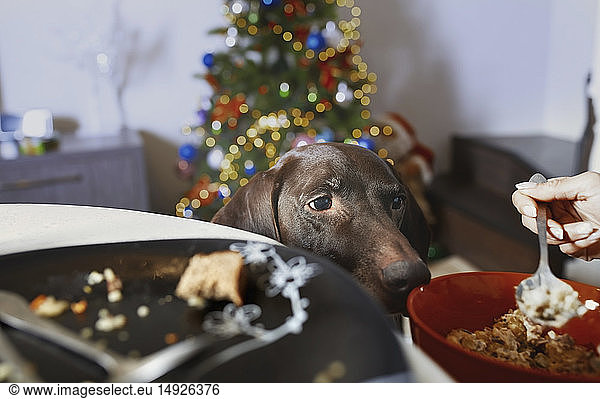 Hungriger Hund sieht seinem Besitzer beim Fressen zu