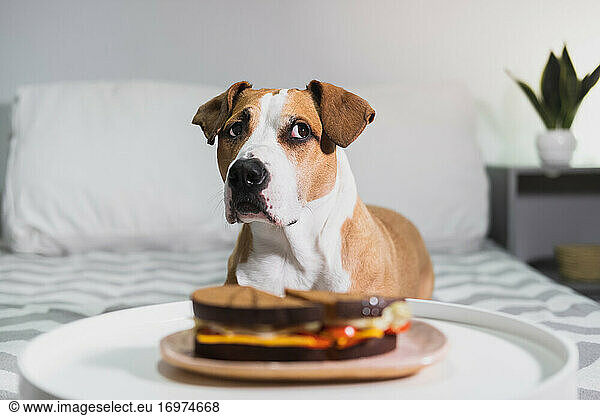 Hungriger Hund sitzt vor einem Sandwich. Niedlicher Staffordshire Terri